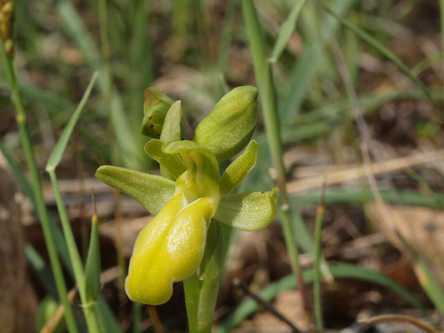 Ancora fioriture in Basilicata